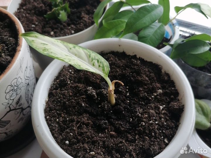 Диффенбахия