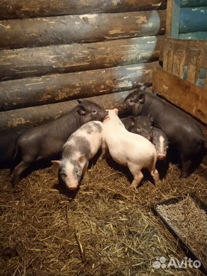 Вьетнамский хряк