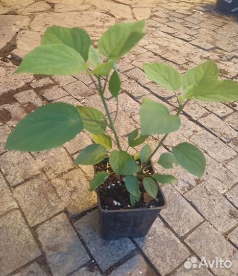 Гортензия древовидная аннабель