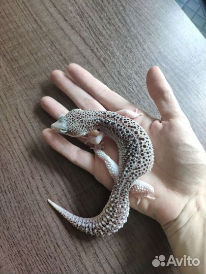 Пятнистый эублефар Super Black Hole