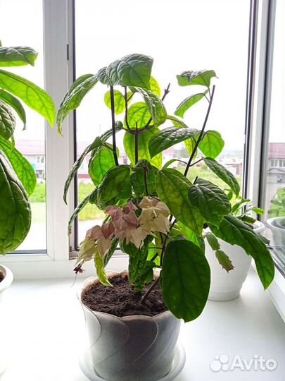 Дерево счастья