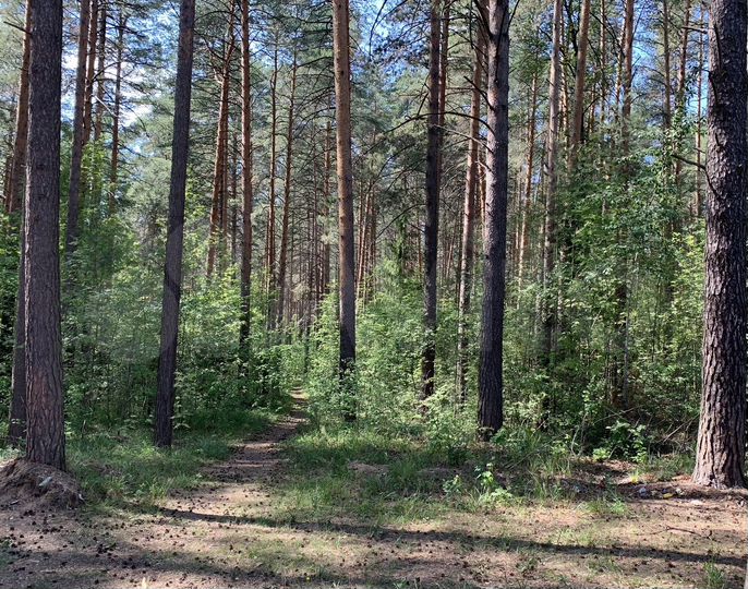 Участок 5 сот. (СНТ, ДНП)