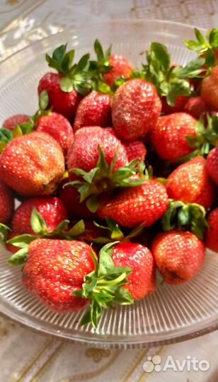 Клубника рассада с зкс в наличии