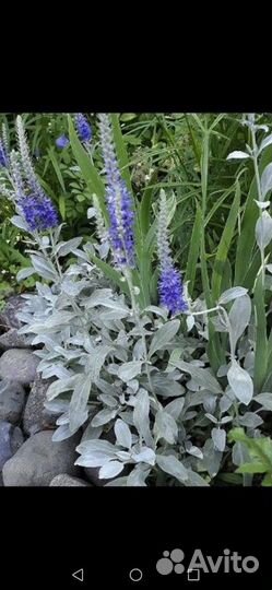 Растения почвопокровные 2