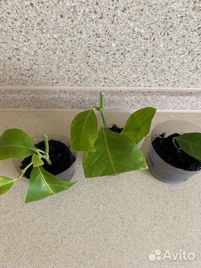 Лимон мейера