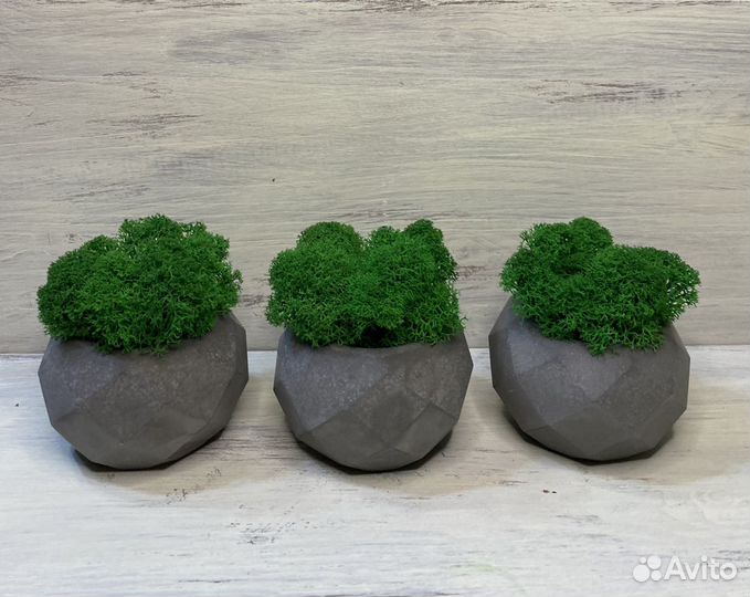 Кашпо из бетона со мхом