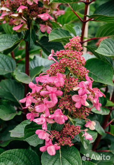 Гортензия метельчатая инфинити