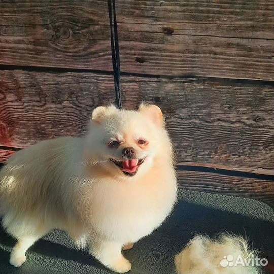 Грумер стрижка собак