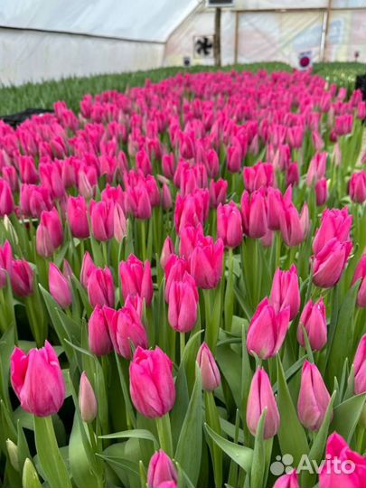 Тюльпаны оптом