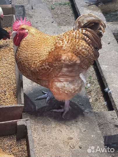 Куры,петухи