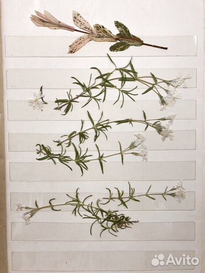 Гербарий листья цветы плоская сушка