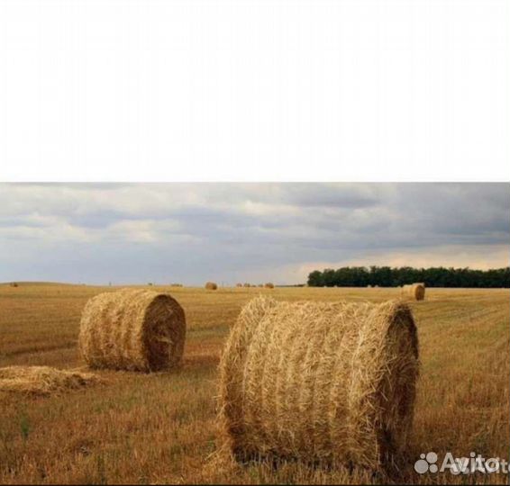 Солома пшеничная