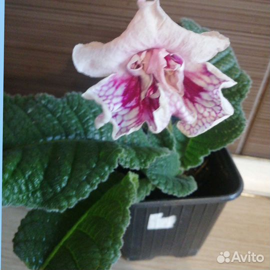 Цветы для дома