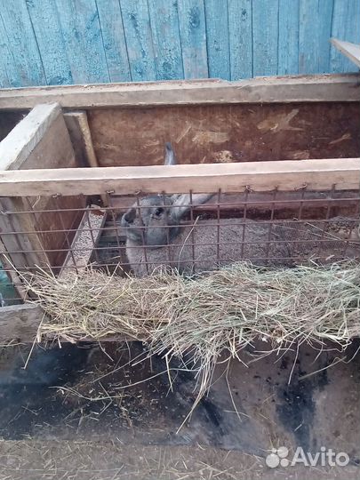 Продам кролик породы фландер