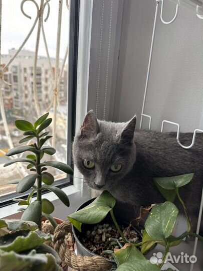 Найдена кошка