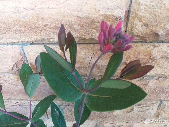 Жимолость лиана, многолетник