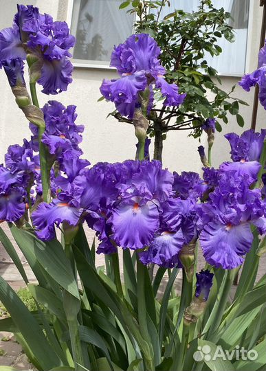 Ирисы бородатые