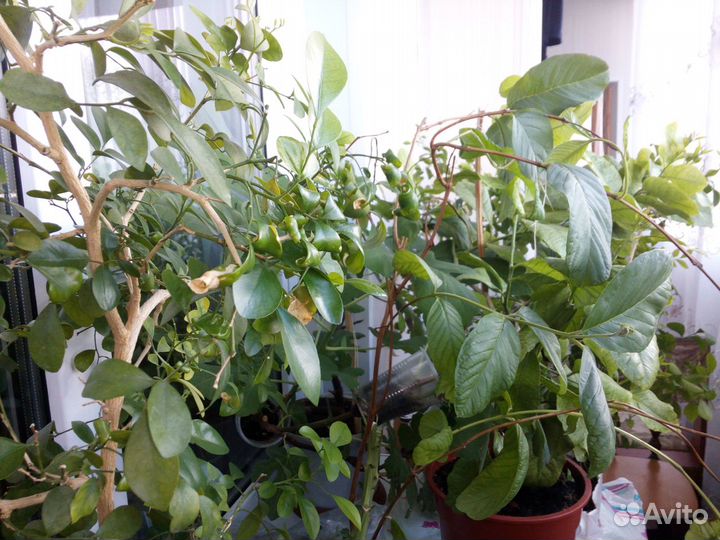 Лимоны, мандарины, апельсины