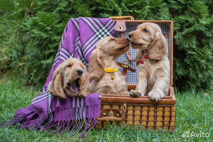Собаки кокер спаниель