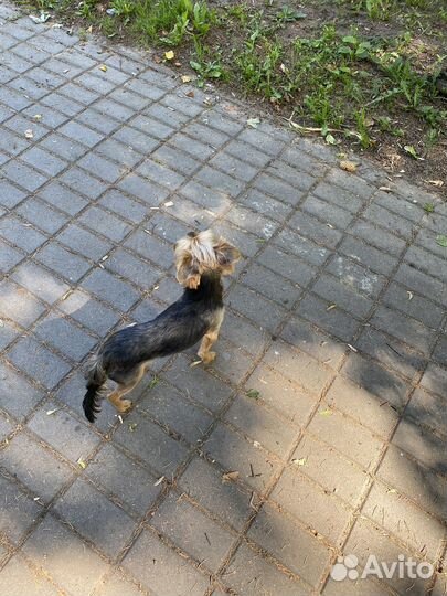 Йоркширский терьер вязка