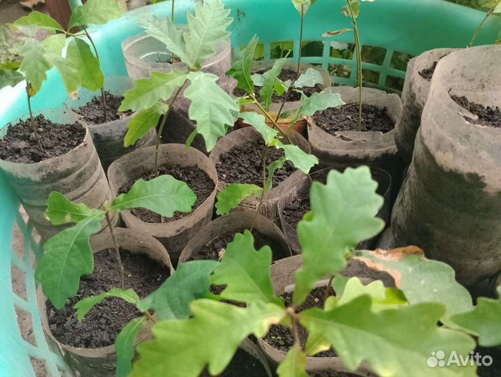 В Дар Рассада Дубов молодых из питомника