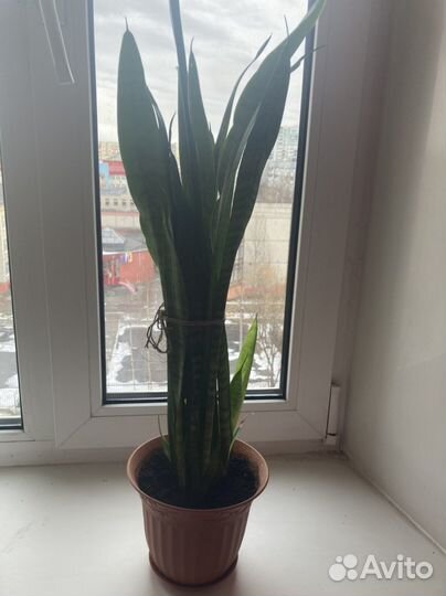 Сансевиерия