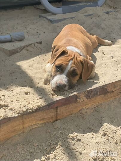 Щенки амстаффа