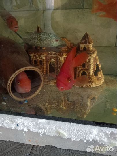 Аквариумные рыбки попугай