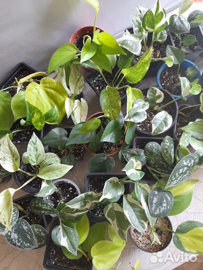 Эпипремиумы. Филоденроны. Сциндапсус