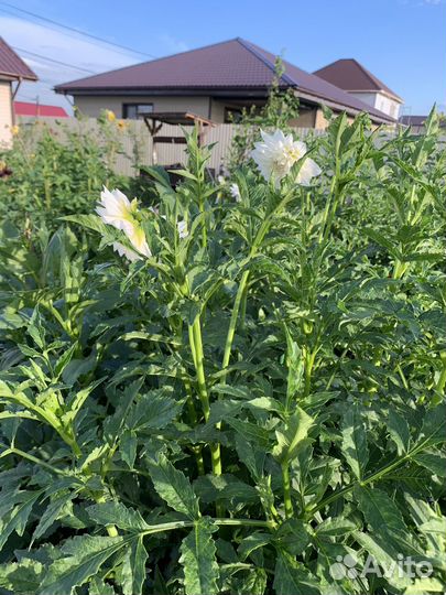 Георгины многолетнии