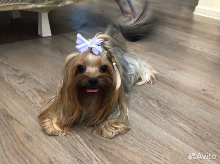 Вязка йоркширский терьер