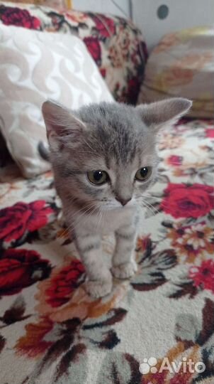 Кошка в дар