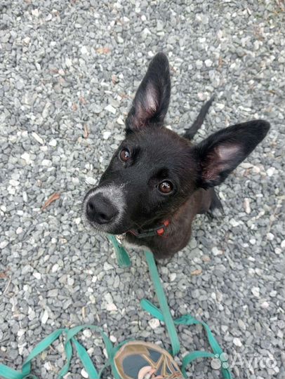 Красивый щеночек-девочка ищет дом