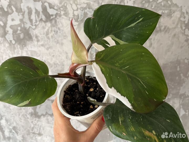 Филодендрон вайт Визард