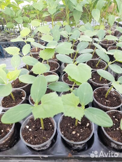 Рассада огурцов