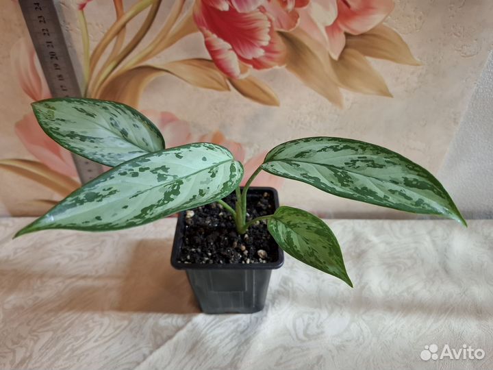 Аглаэнома, Мария