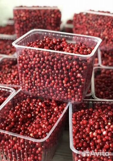 Брусника свежая