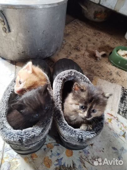 Собака в добрые руки отдам бесплатно щенки