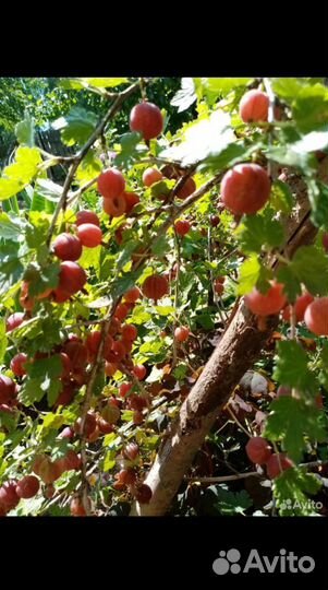 Свежие ягоды