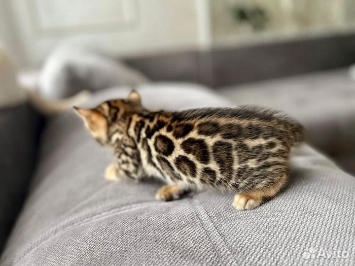 Бенгальские котята