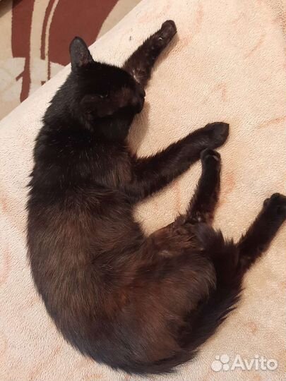 Кот в добрые руки