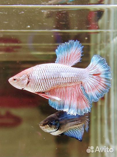 Рыбка петушок