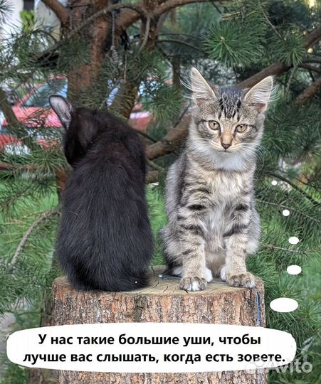 Котики в добрые руки