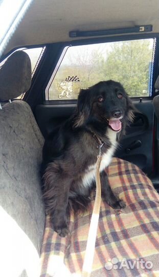 Милая Клепочка ищет дом