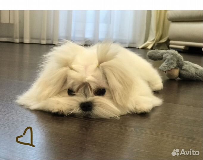 Мини мальтезе