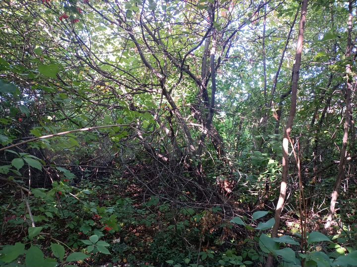 Участок 6,4 сот. (СНТ, ДНП)