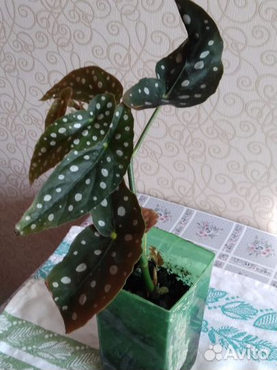 Макулата бегония
