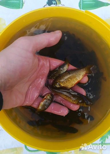 Живец на рыбалку и в пруд