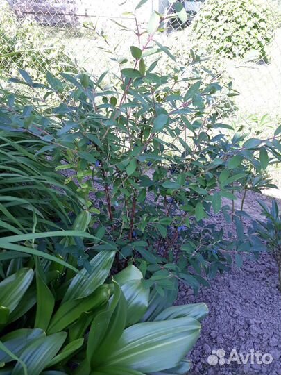 Саженцы жимолости