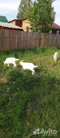 Продам козлят